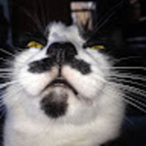 Meet your Posher, Pat